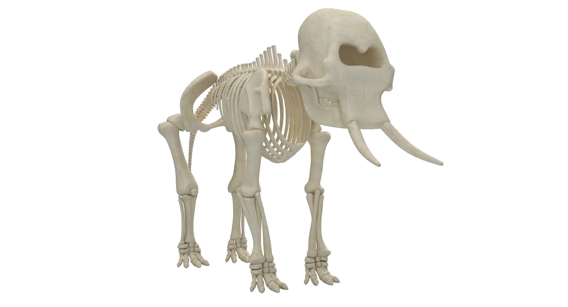 Image of the skeleton of an elephant from the right side.