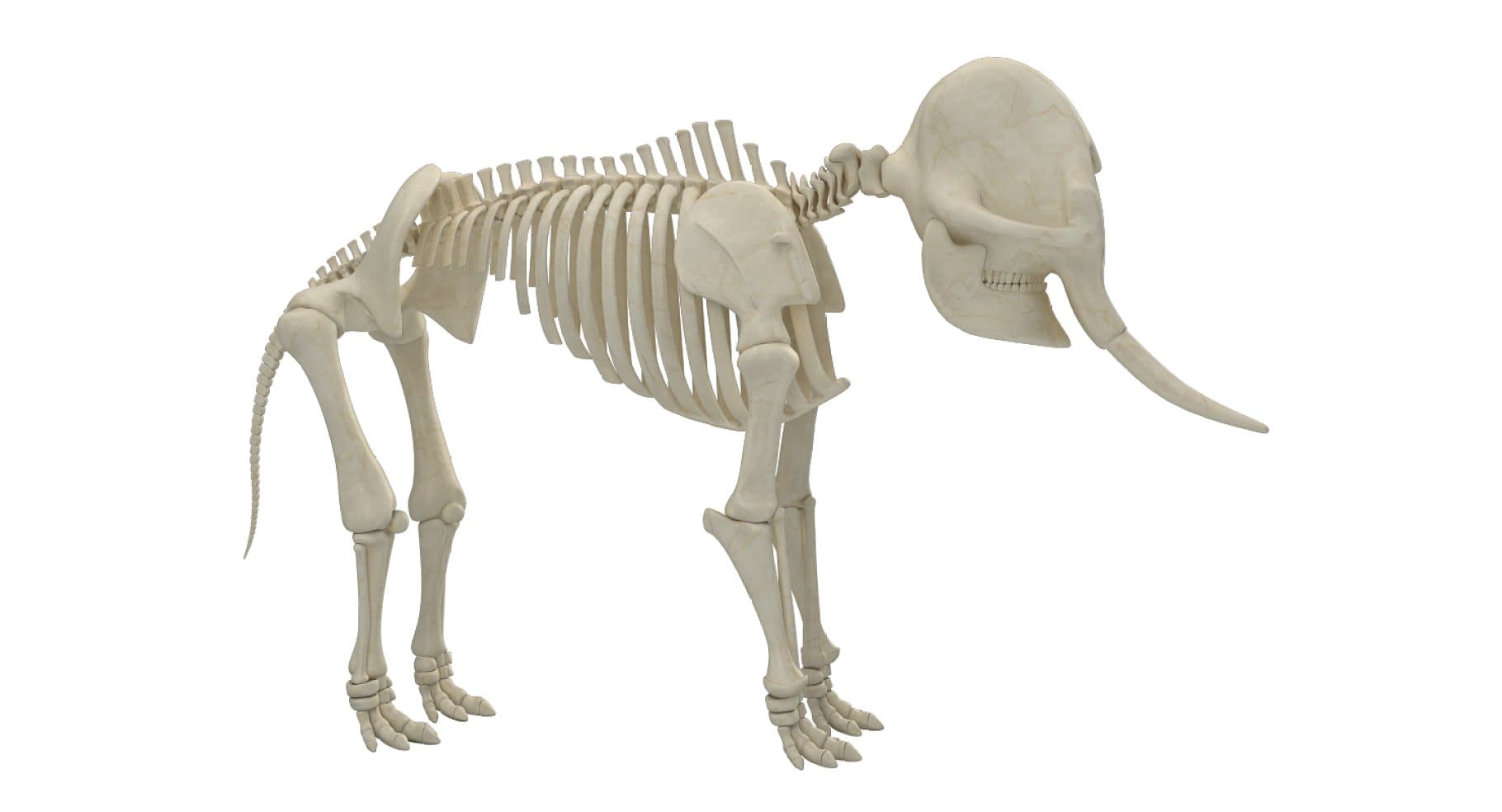Image of huge bones in the skeleton of an elephant.