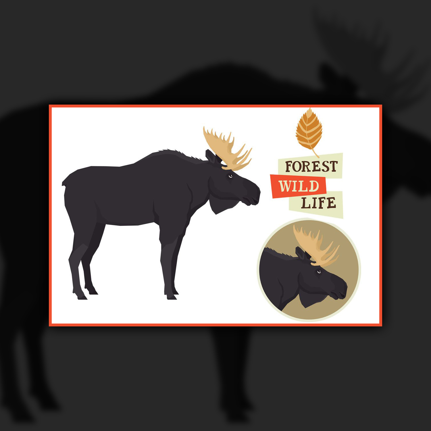 Images with moose forest wildlife set.