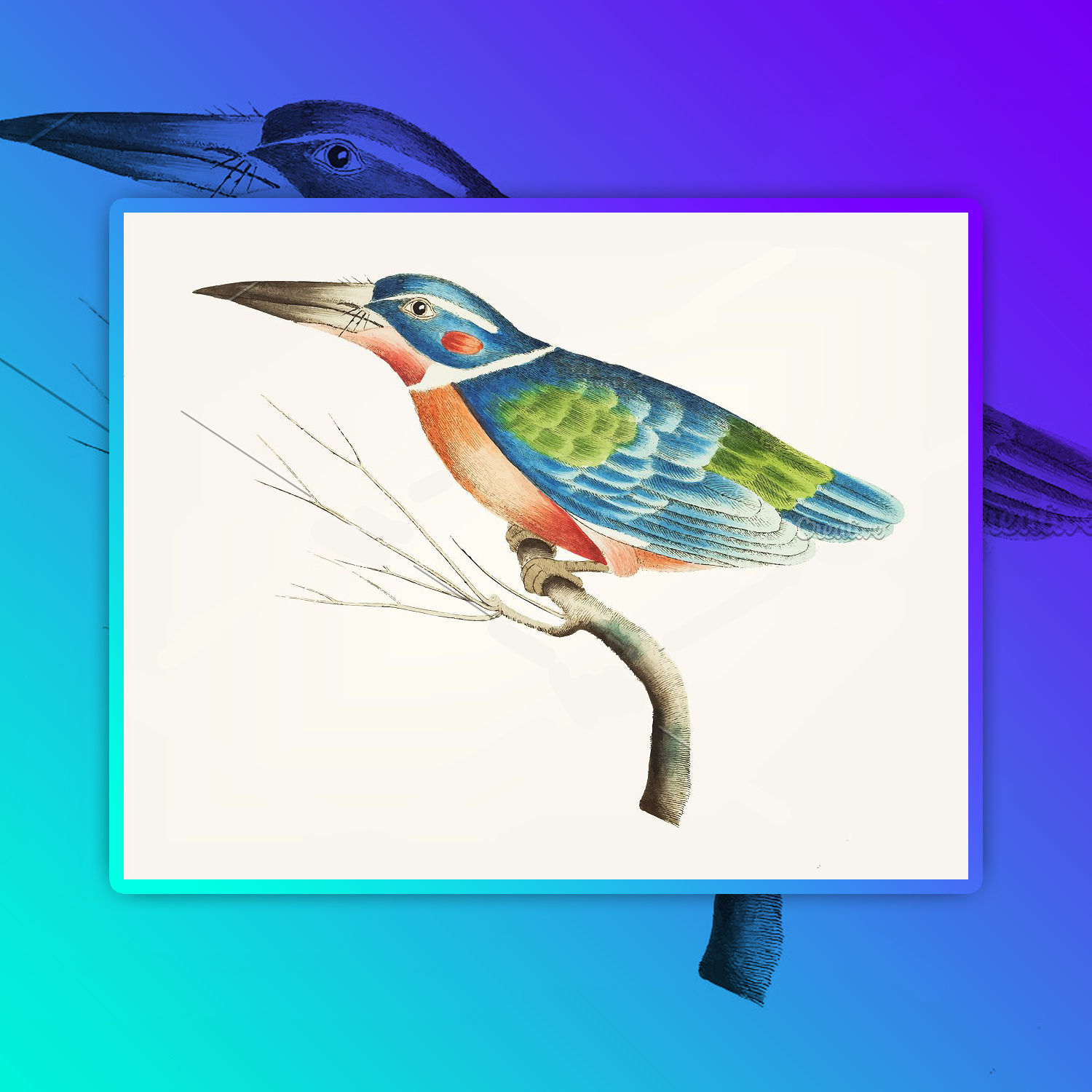 Preview illustration of blue kingfisher.