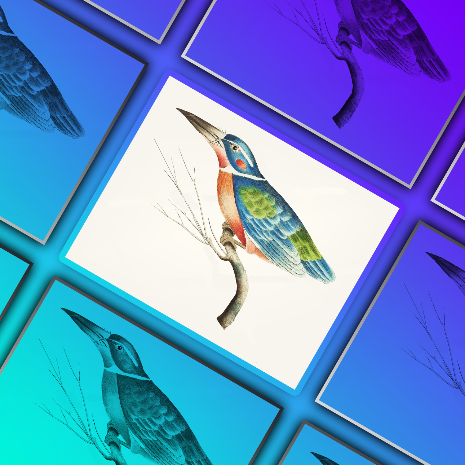 Images with illustration of blue kingfisher.