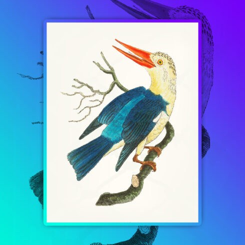 Images with illustration blue green kingfisher.
