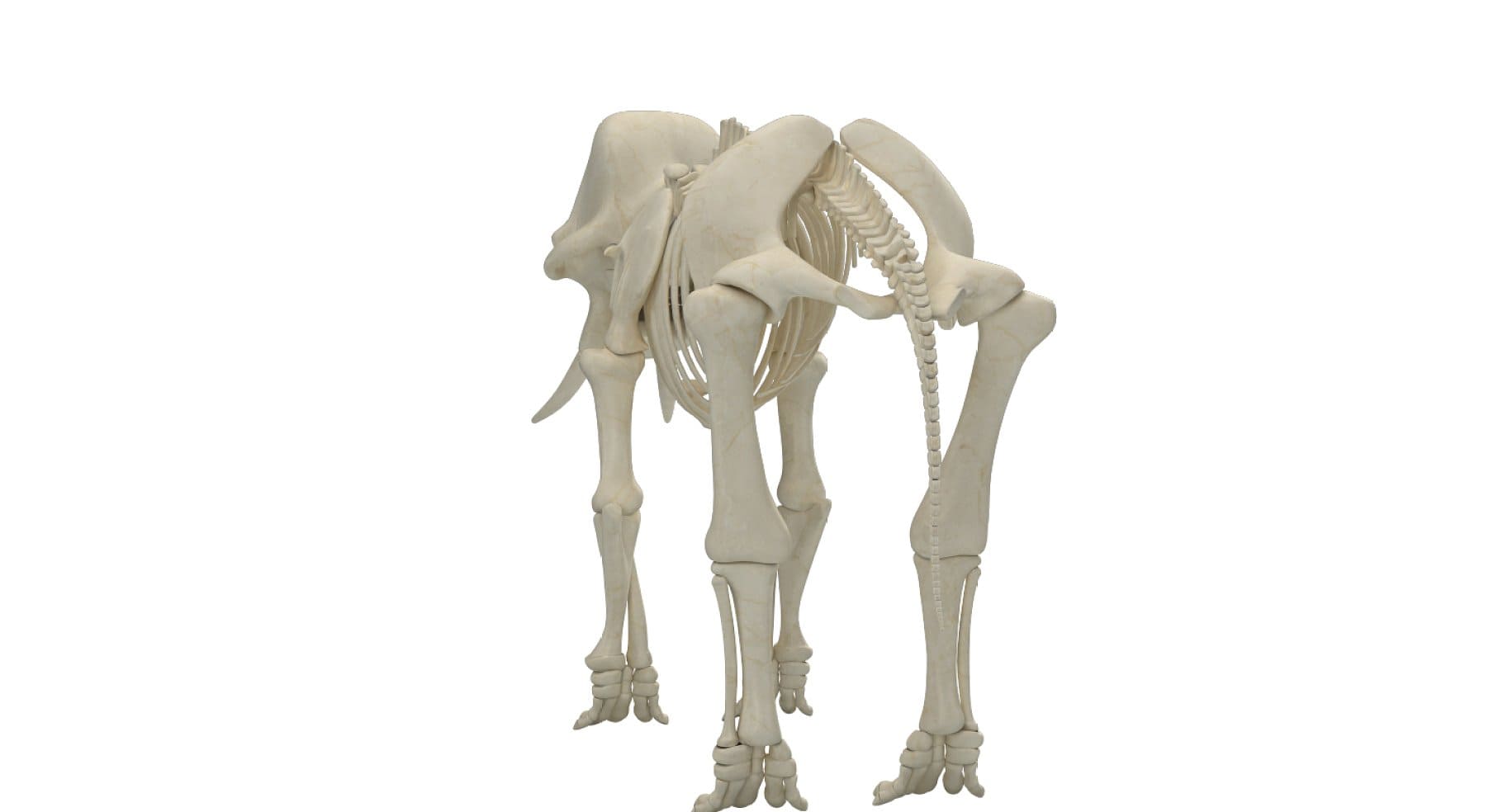 An image of the hip bones of an elephant.