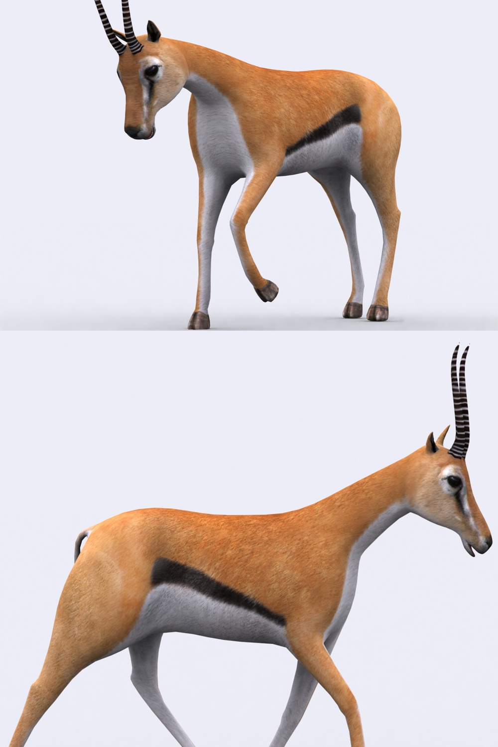 Illustrations safari animals gazelle of pinterest.