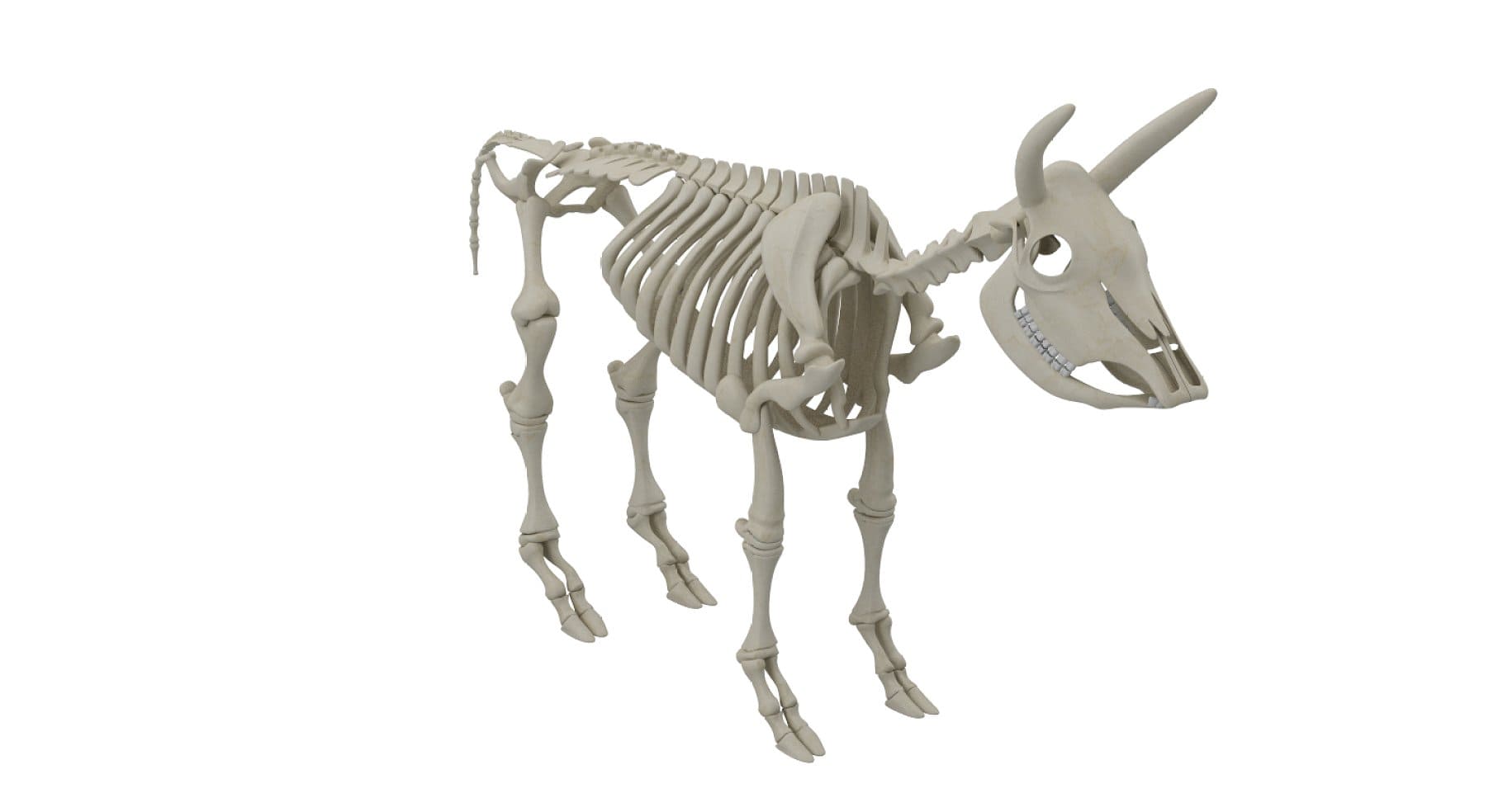 Cattle skeleton mockup with white teeth.