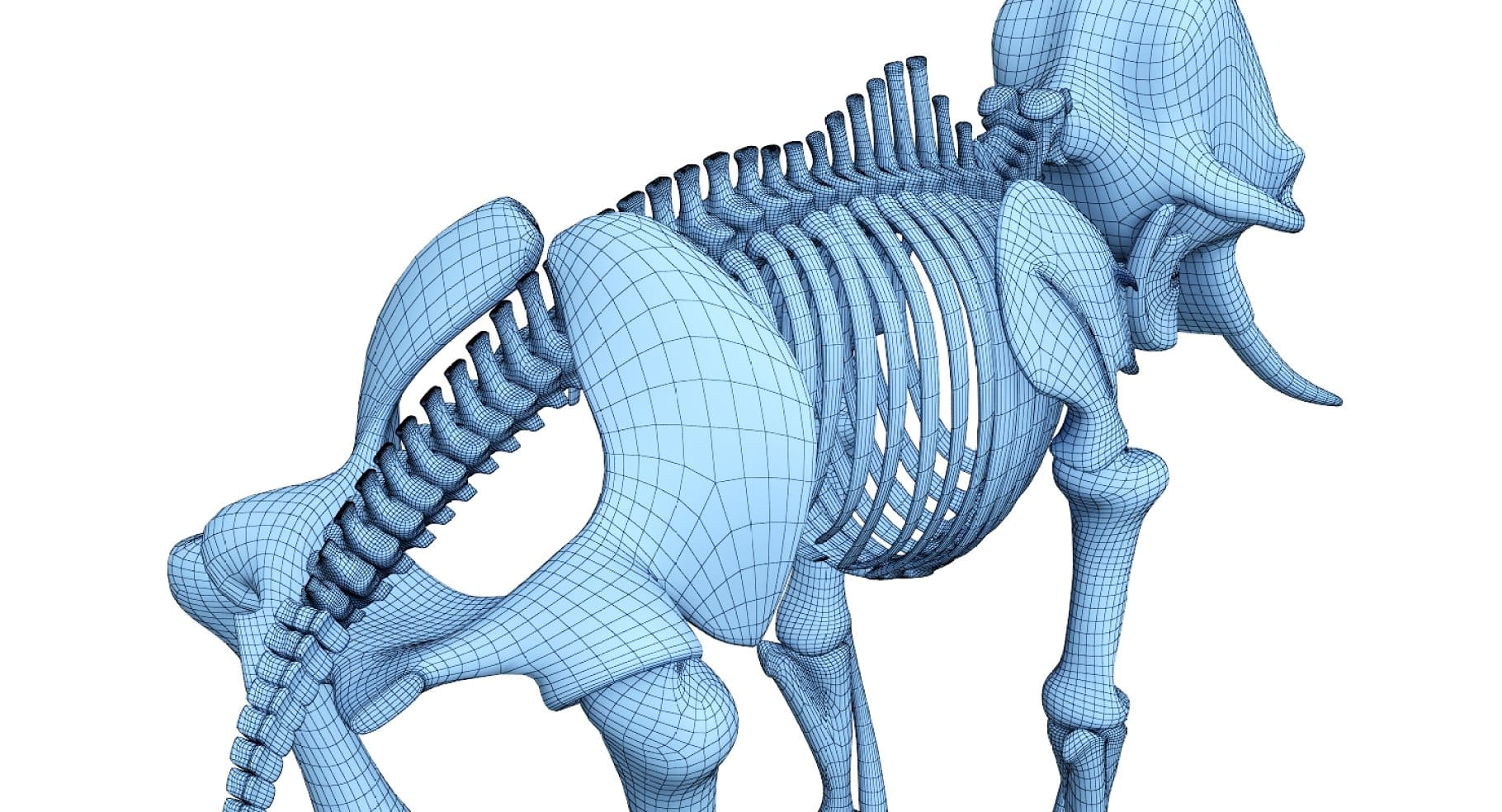 A close-up of a 3D model of an elephant skeleton.