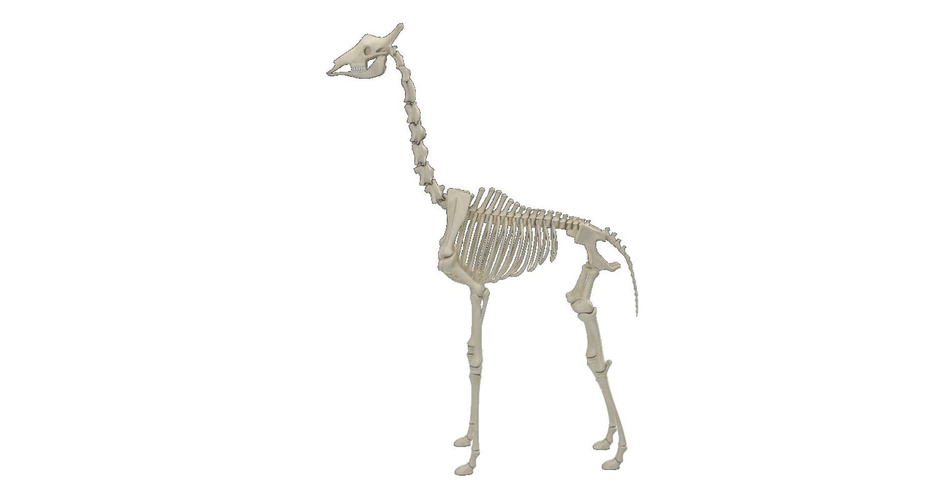 An image of a giraffe skeleton on a white background.