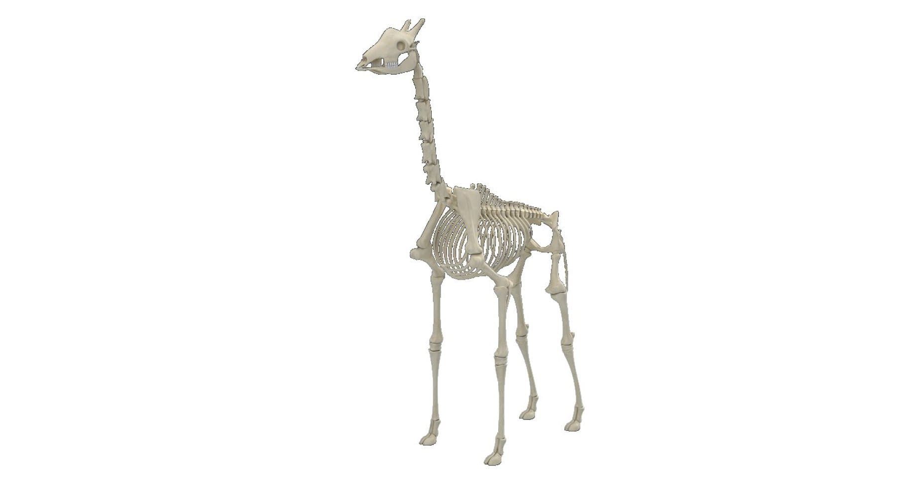 Front view of a giraffe skeleton.