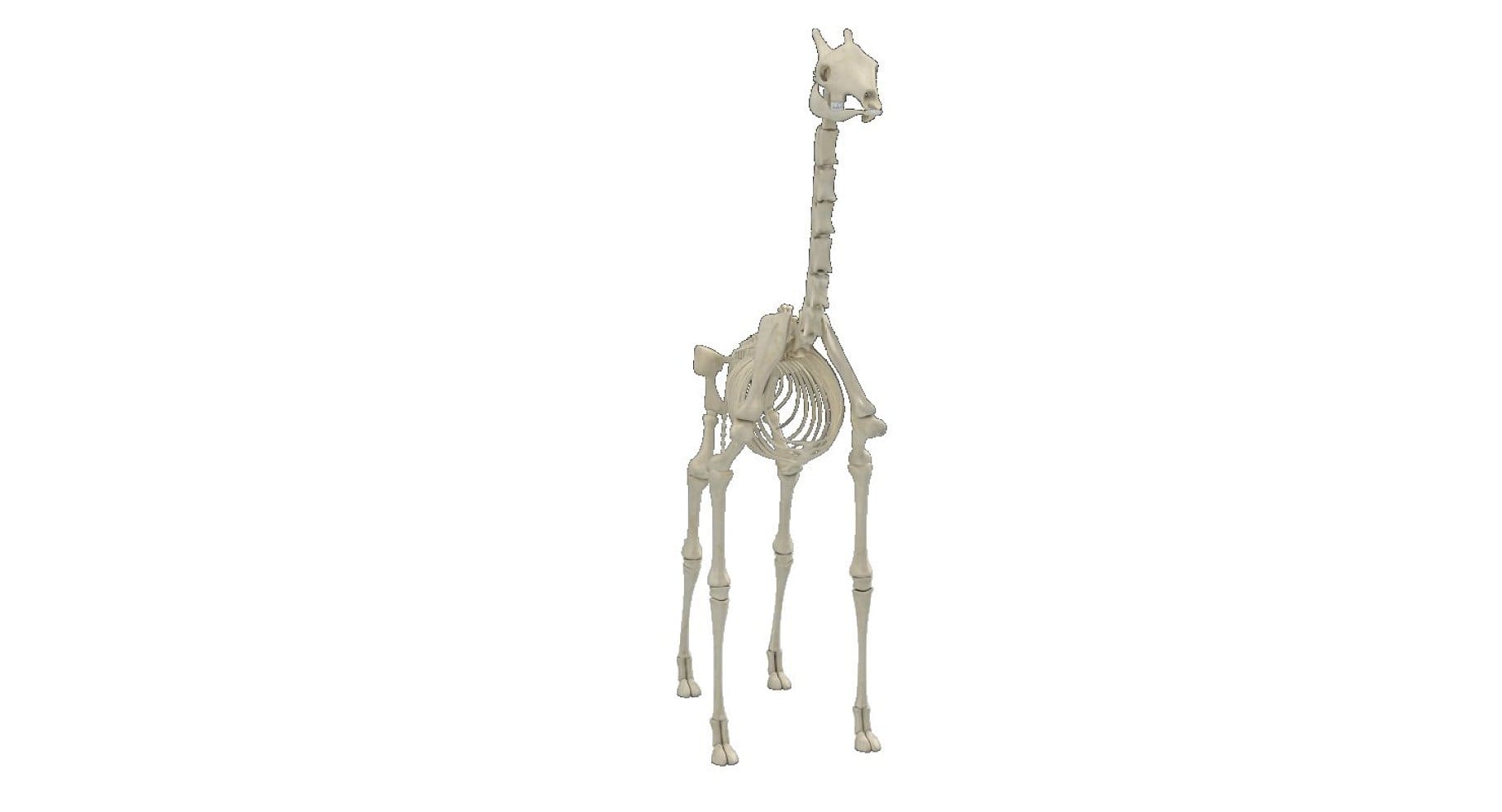 An image of the joints of a giraffe skeleton.