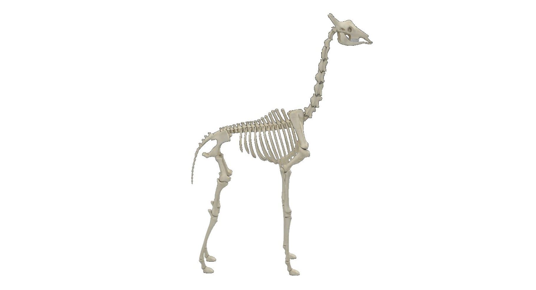 Image of the right side of a giraffe skeleton.