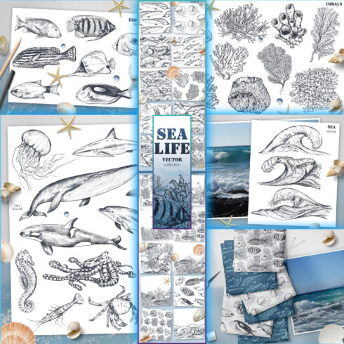 Images with sea life vector collection.