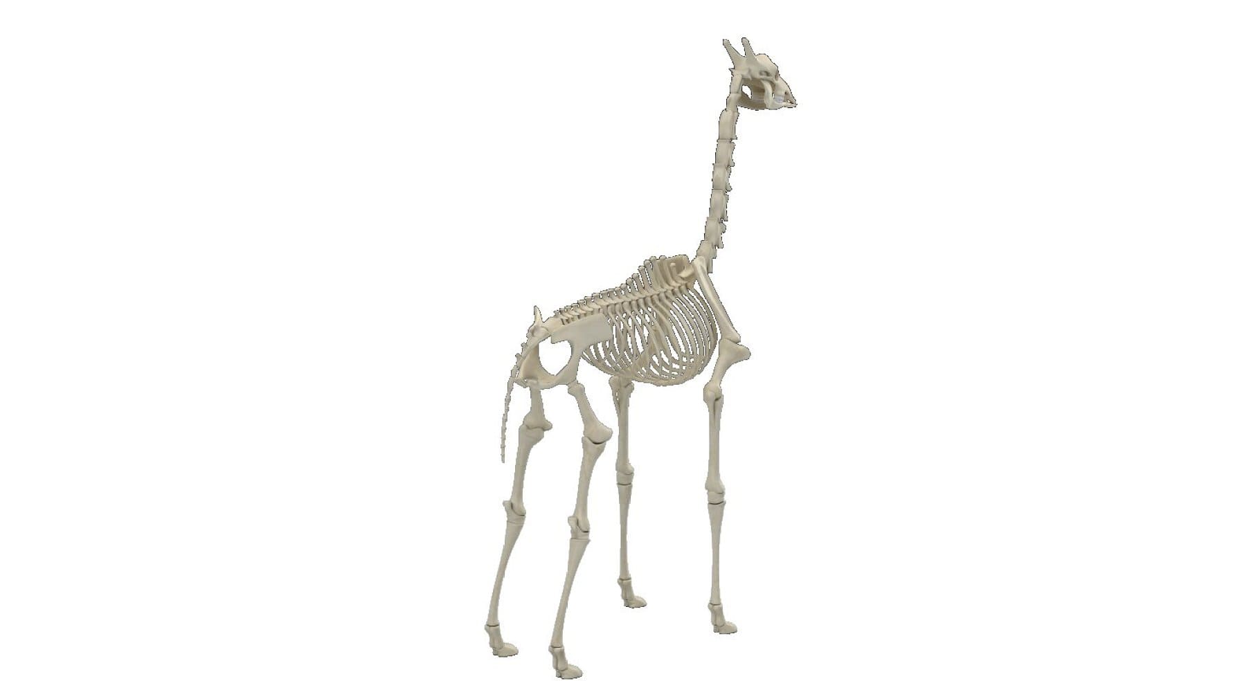 Image of a giraffe skeleton with two horns.