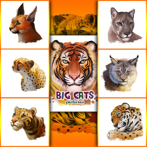 Images with big cats adult wild animals.
