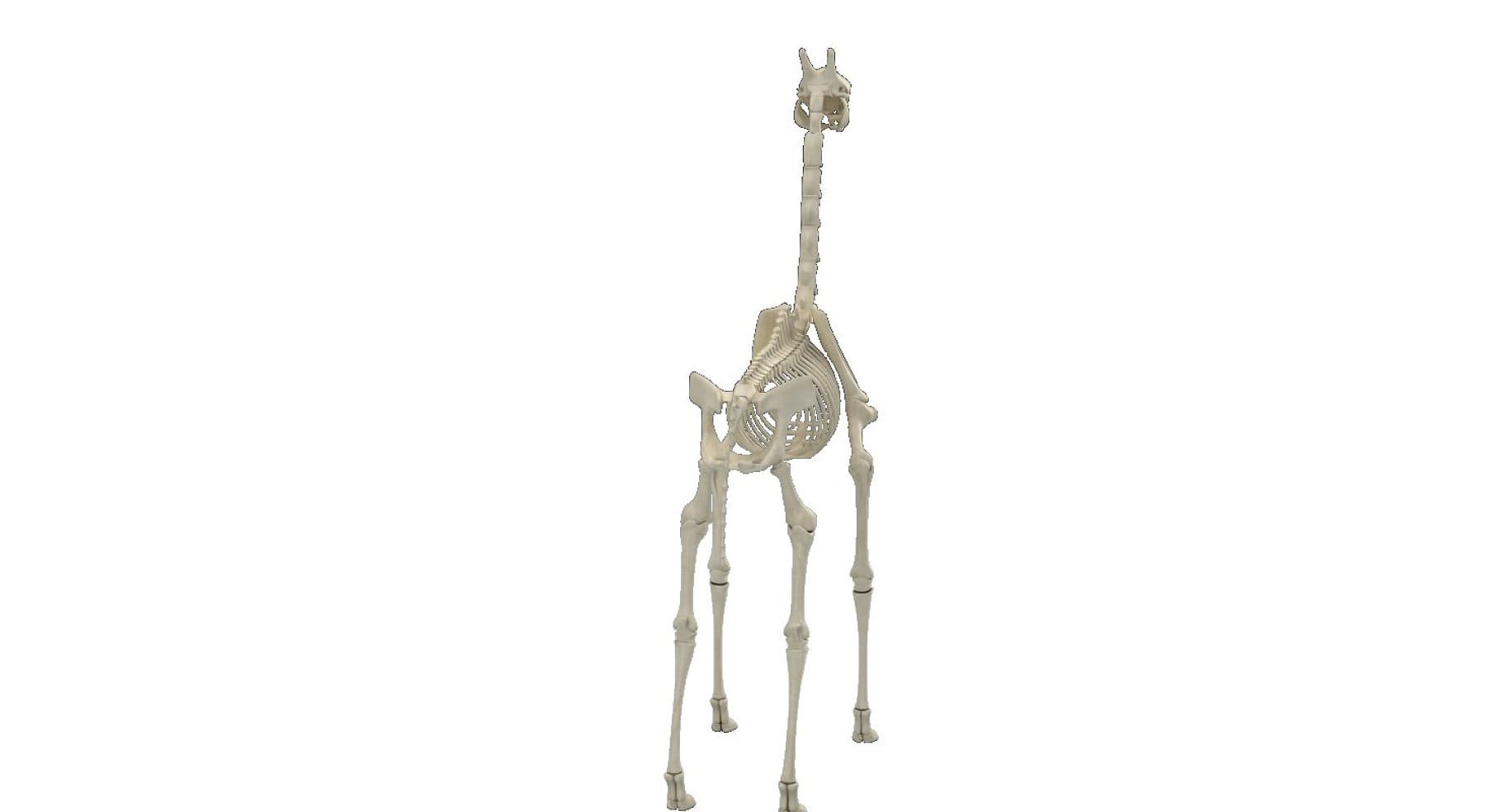 Image of a bone-colored giraffe's mallards.