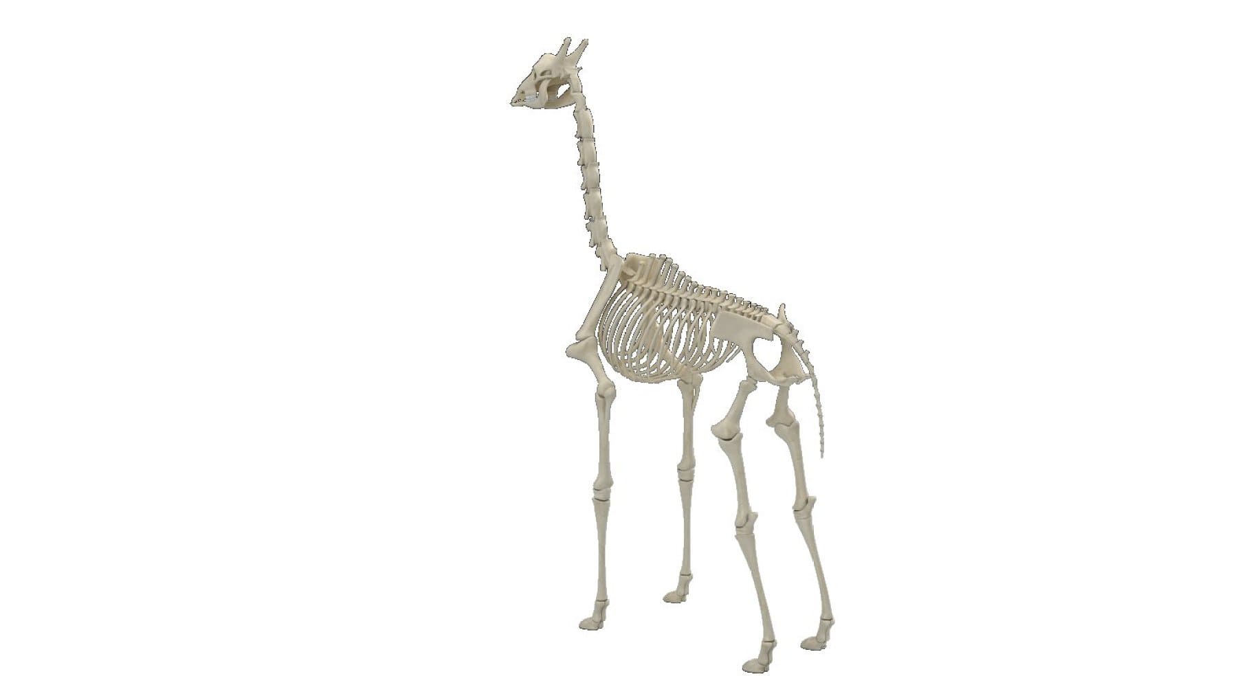 Image of the left side of a giraffe skeleton.