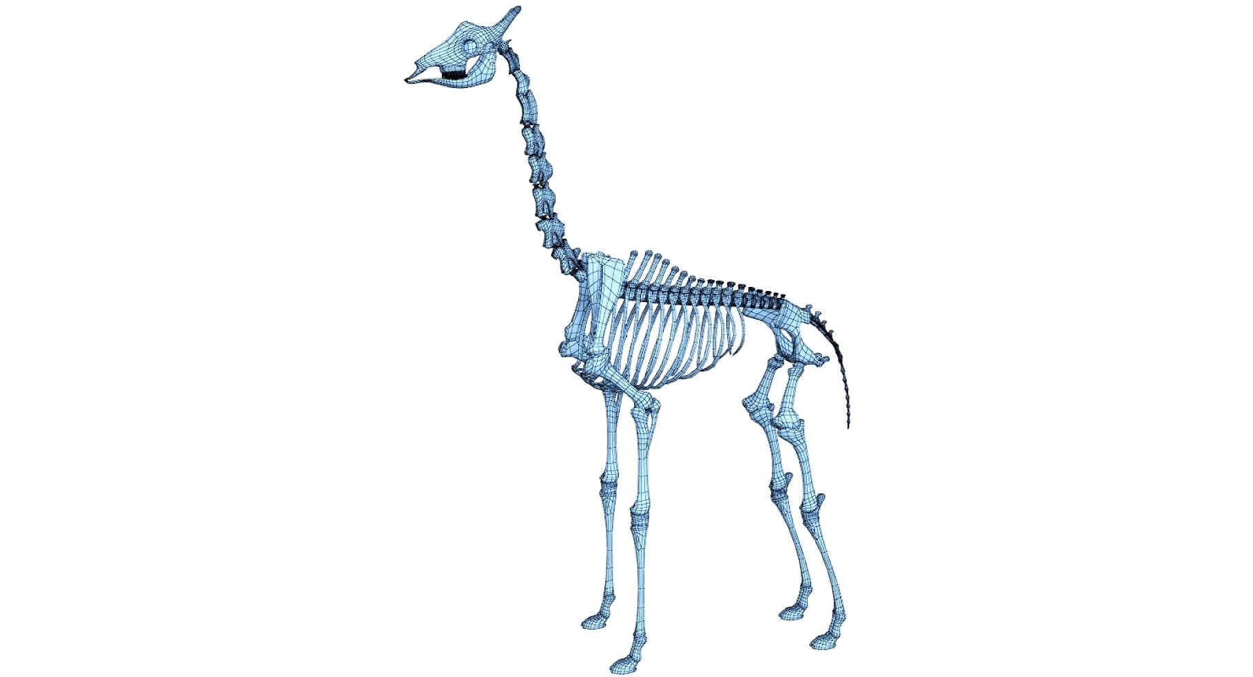 Image of a blue 3D model of a giraffe skeleton.
