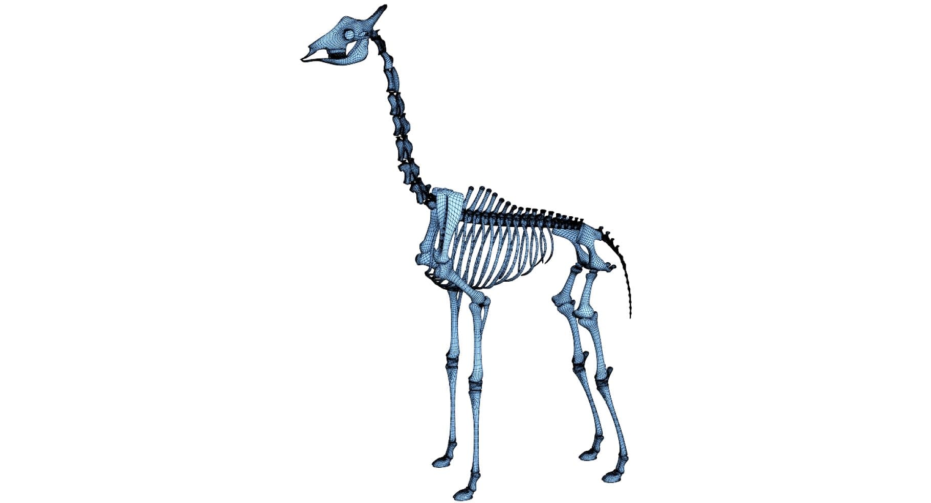 Image of a giraffe's black spine and blue ribs.