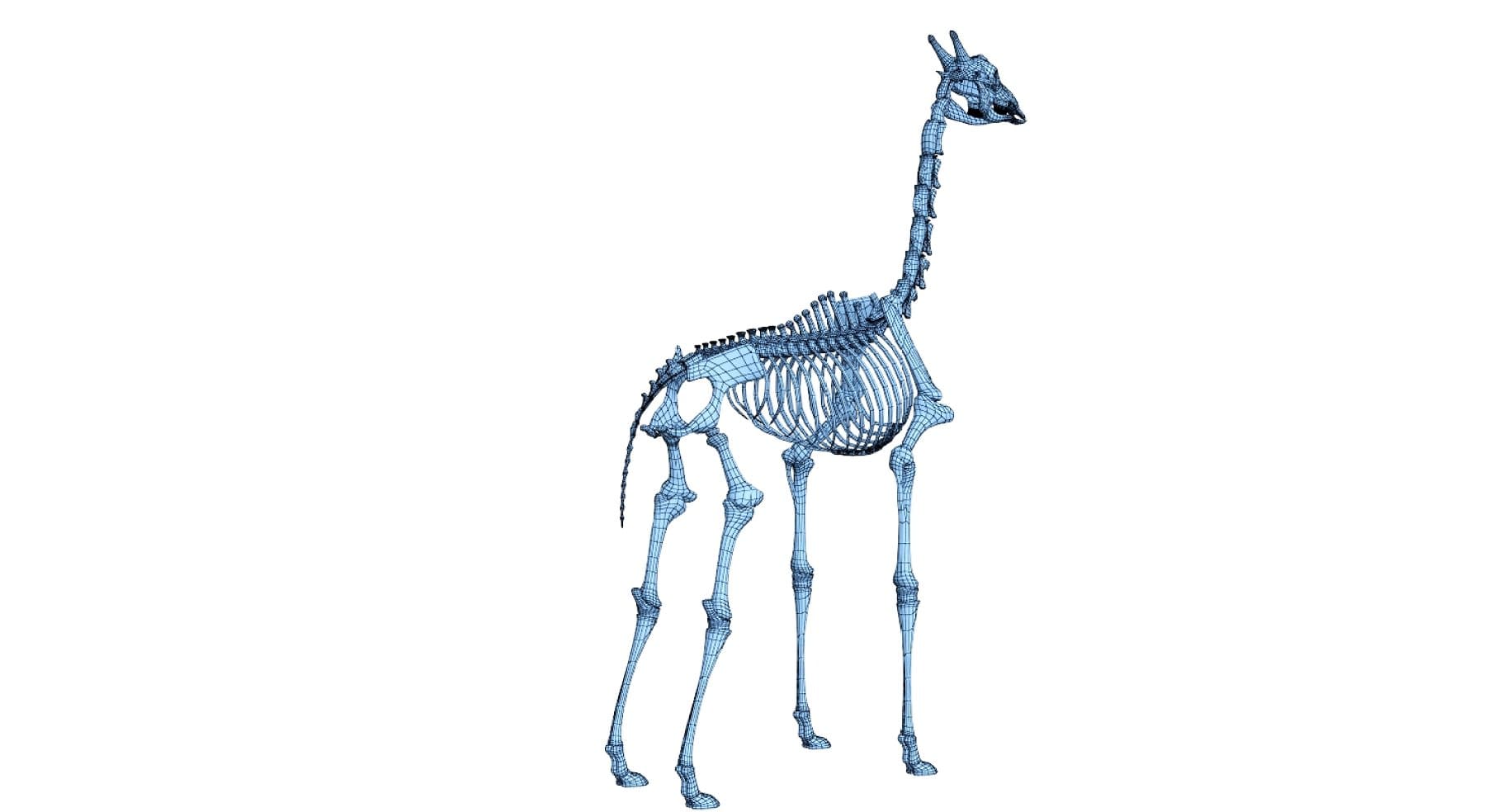 Image of a blue 3D model of a giraffe whose legs are made of long bones.