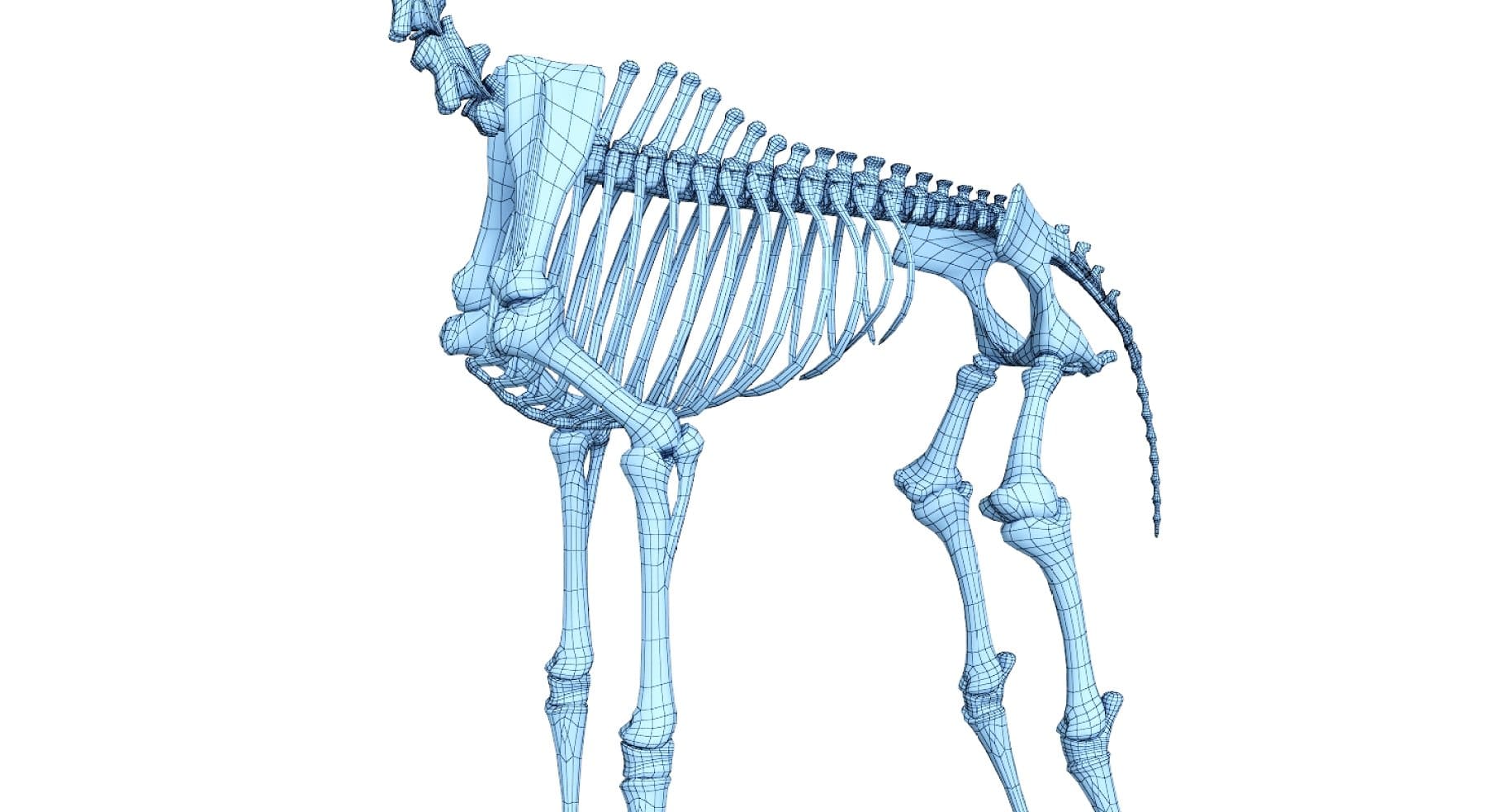 Image of the chest of a giraffe skeleton.