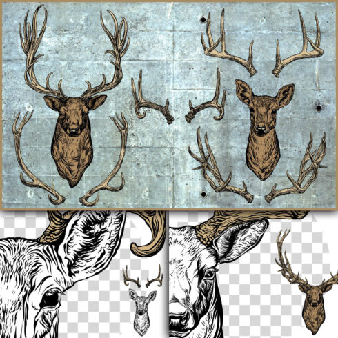 Images with deer and antlers set.