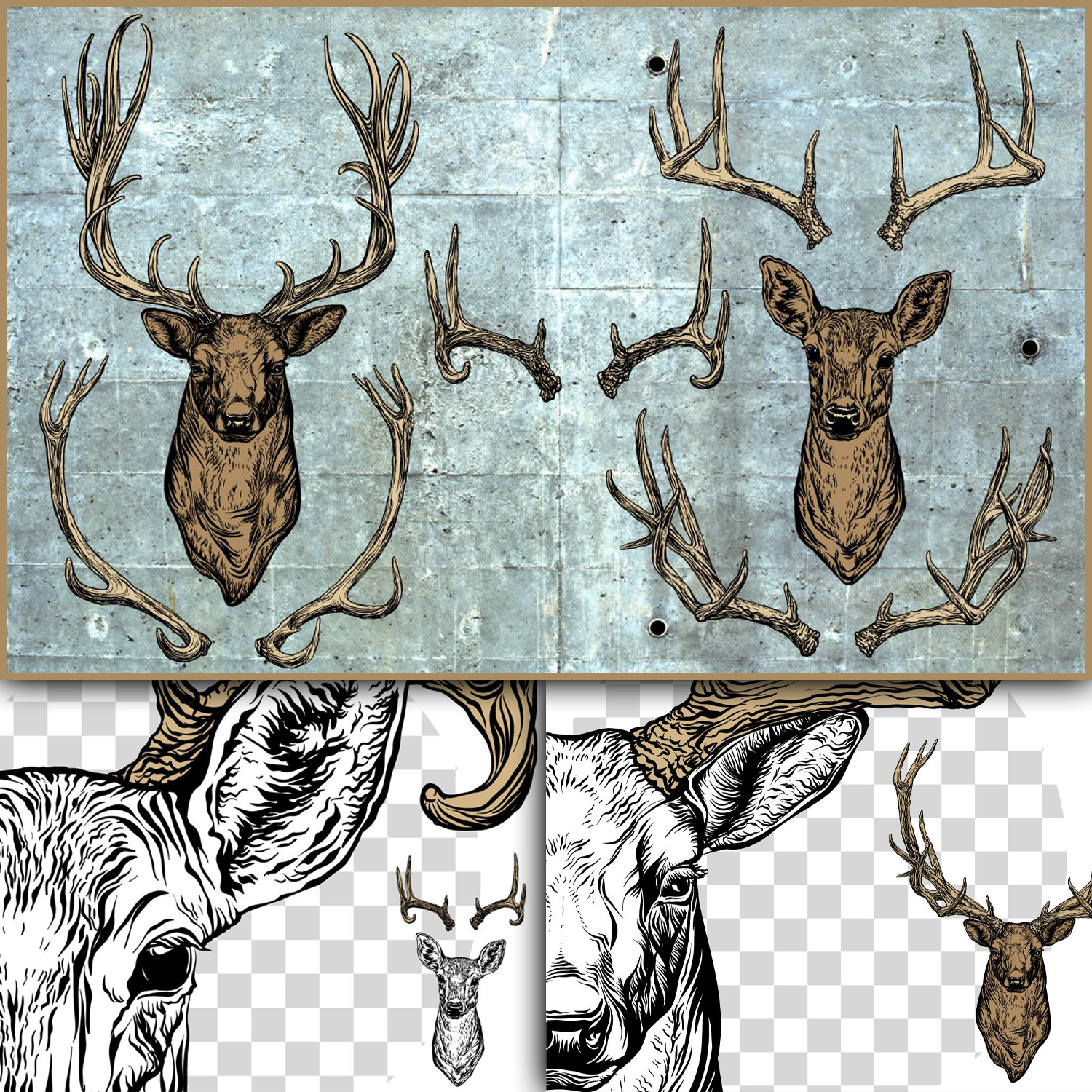 Images with deer and antlers set.