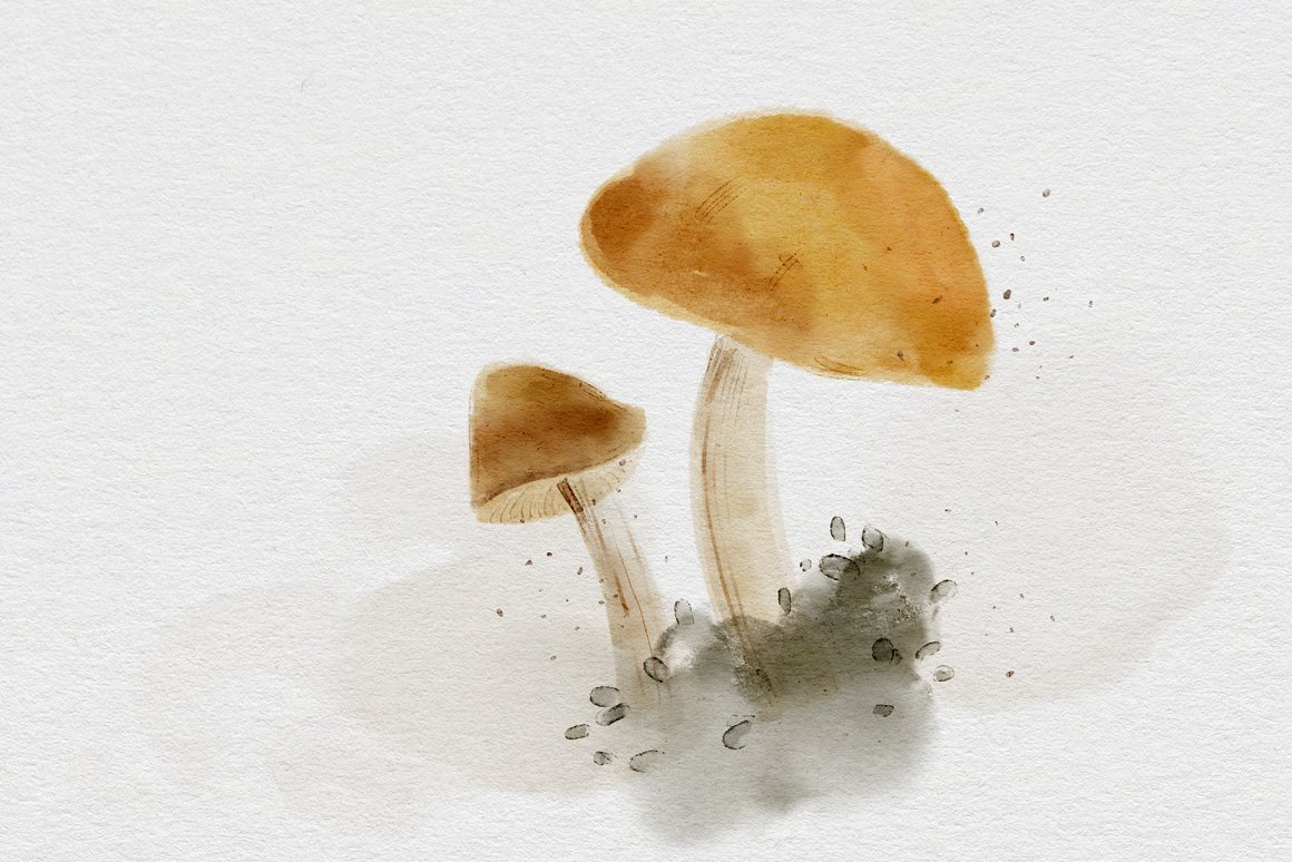 Image of a mushroom with a brown cap.