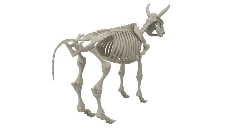 Animal Skeleton Collection 3D model – MasterBundles