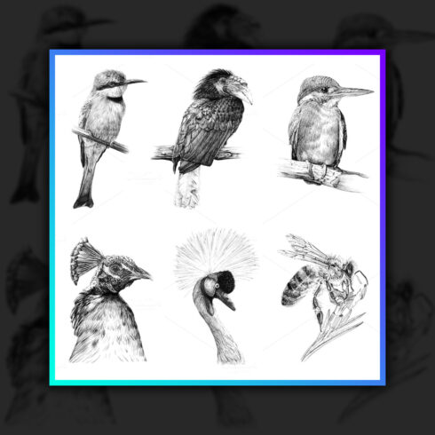 Images with set of six birds animals hand drawn illustrations.