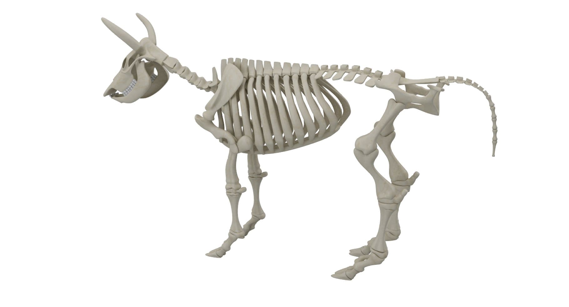 Image of the skeletal structure of cattle.