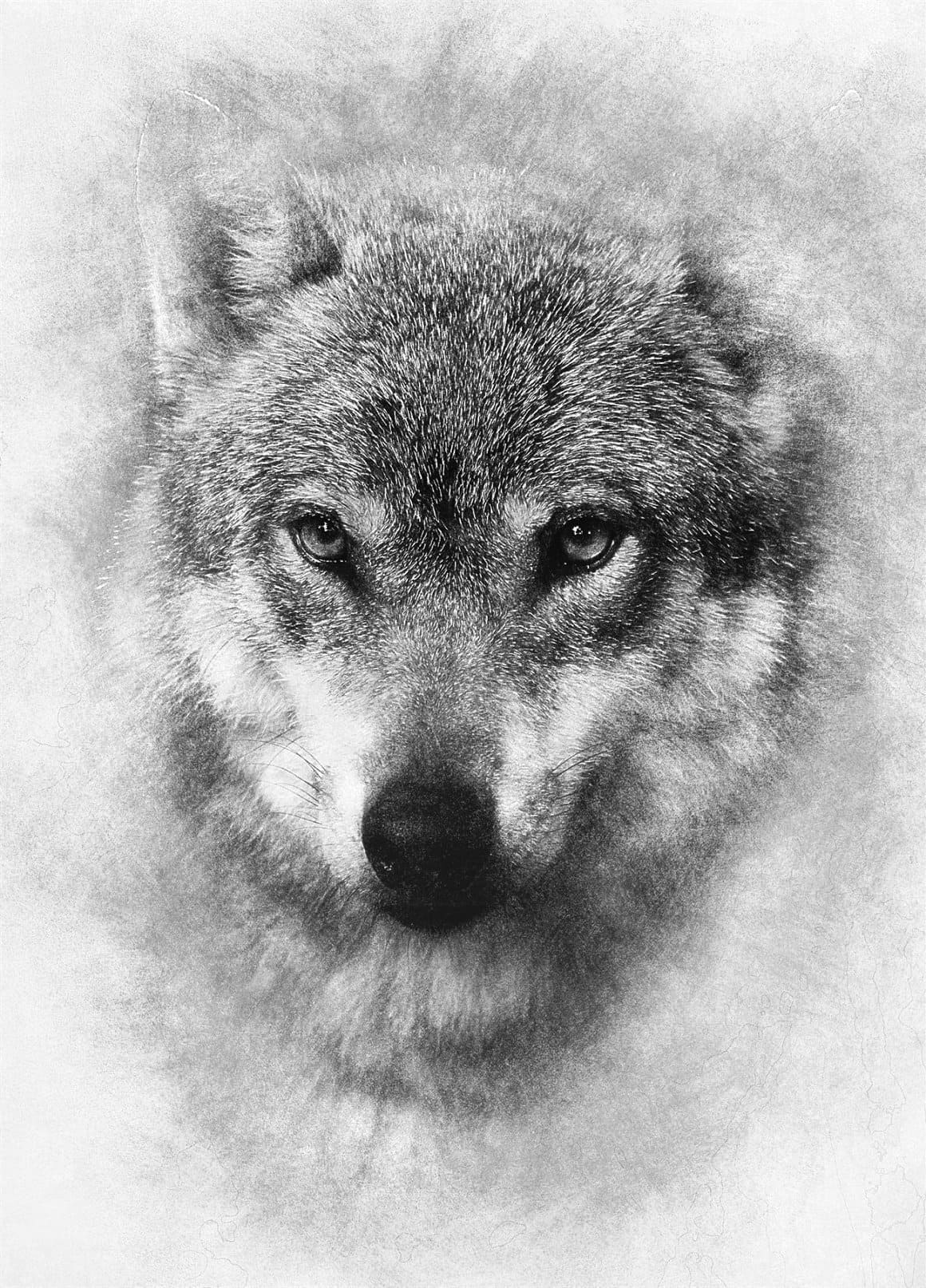 A ravenous wolf is drawn with a pencil.