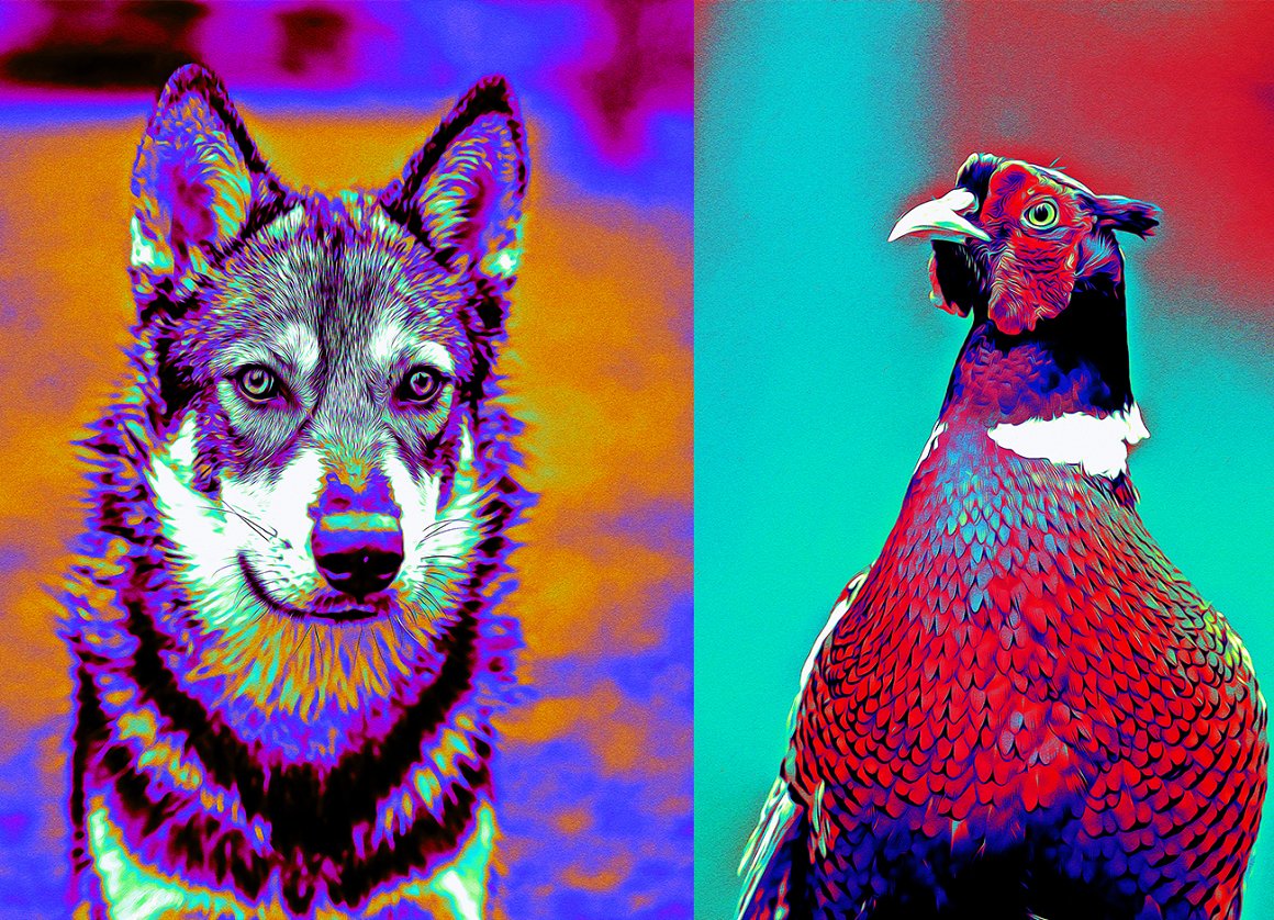 The wolf and the peacock.