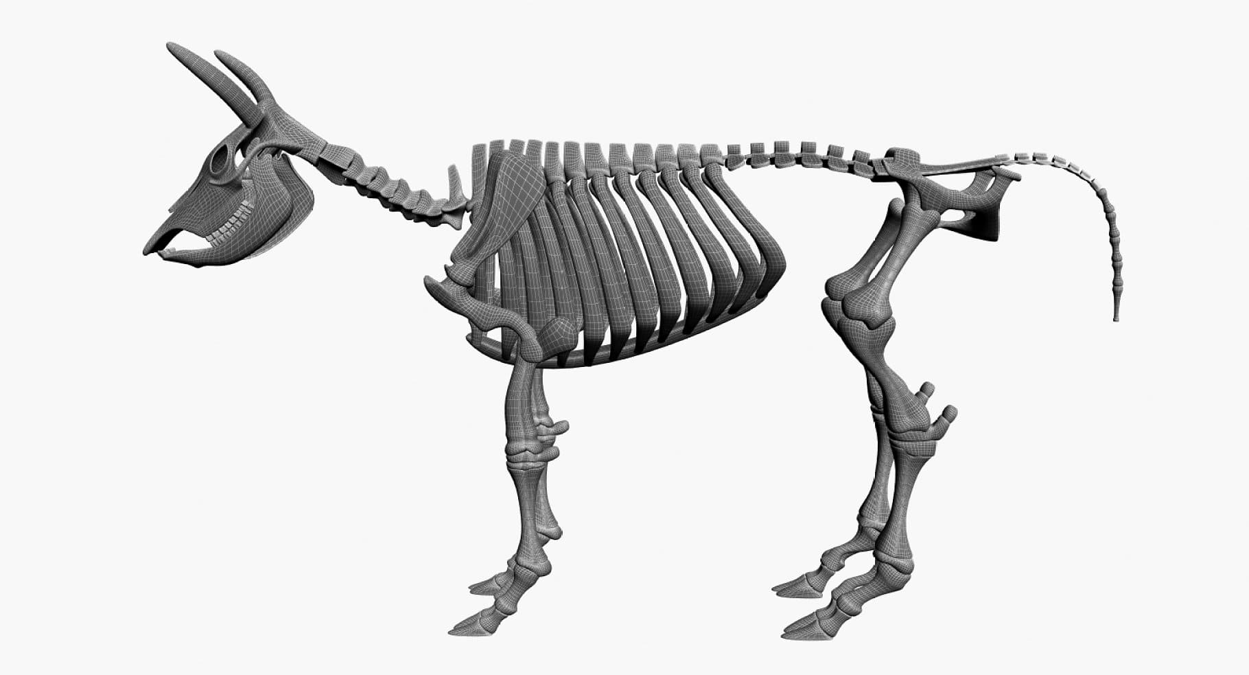 Image of a 3D model of a cattle skeleton.