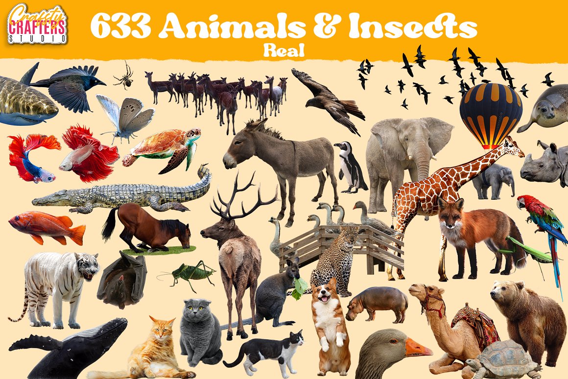 Animals insects real picture.