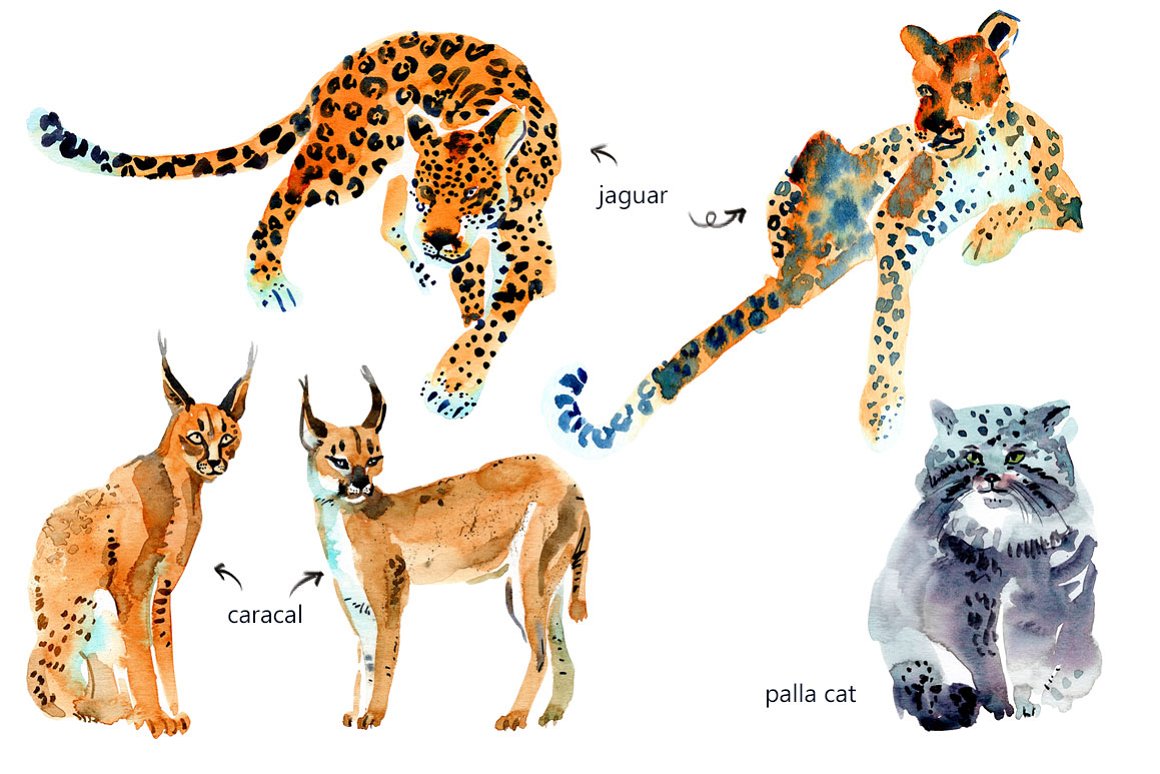 Different types of spotted animals.
