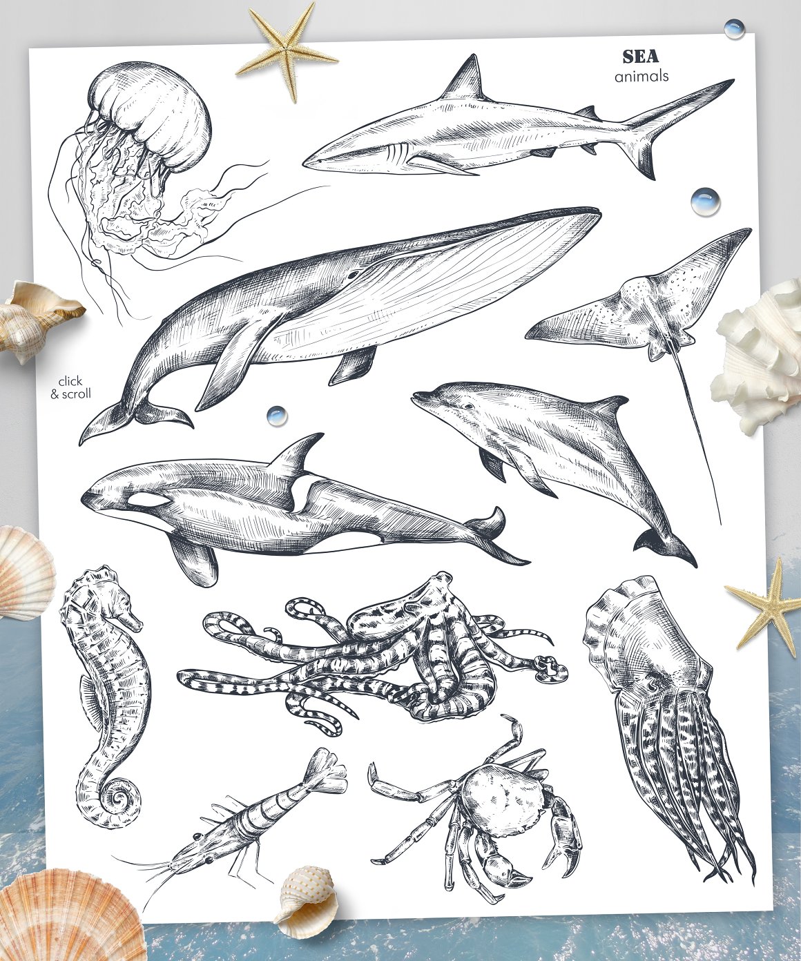 Sea animals and others.