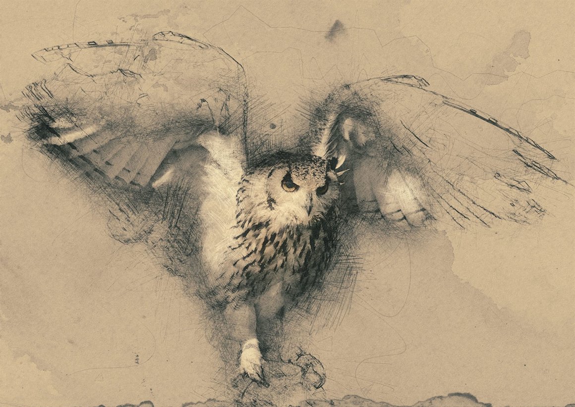 Image of an owl on a gray background.