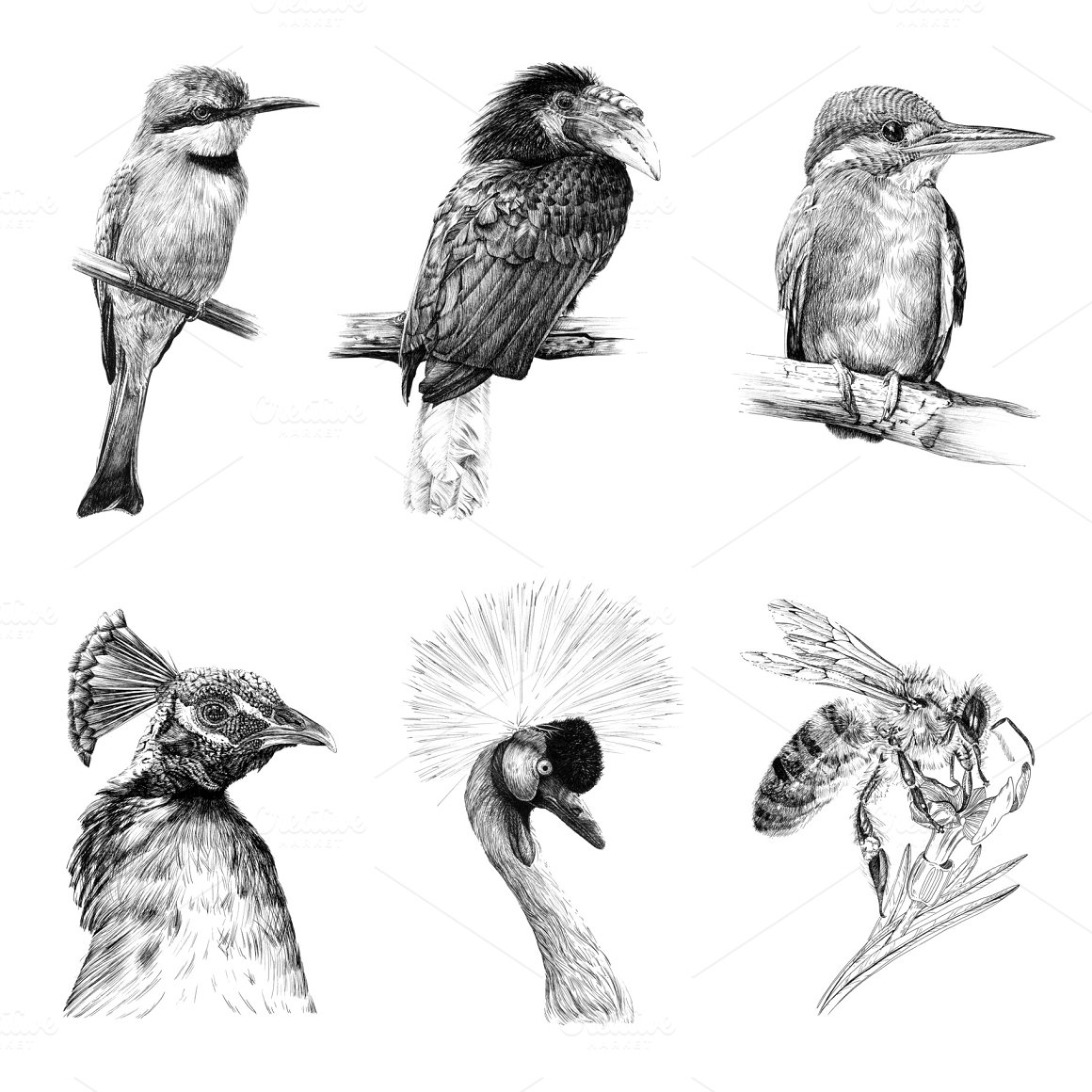 Gray images of birds.