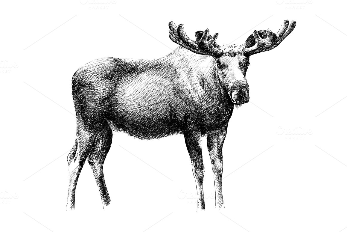 Moose standing drawn style.
