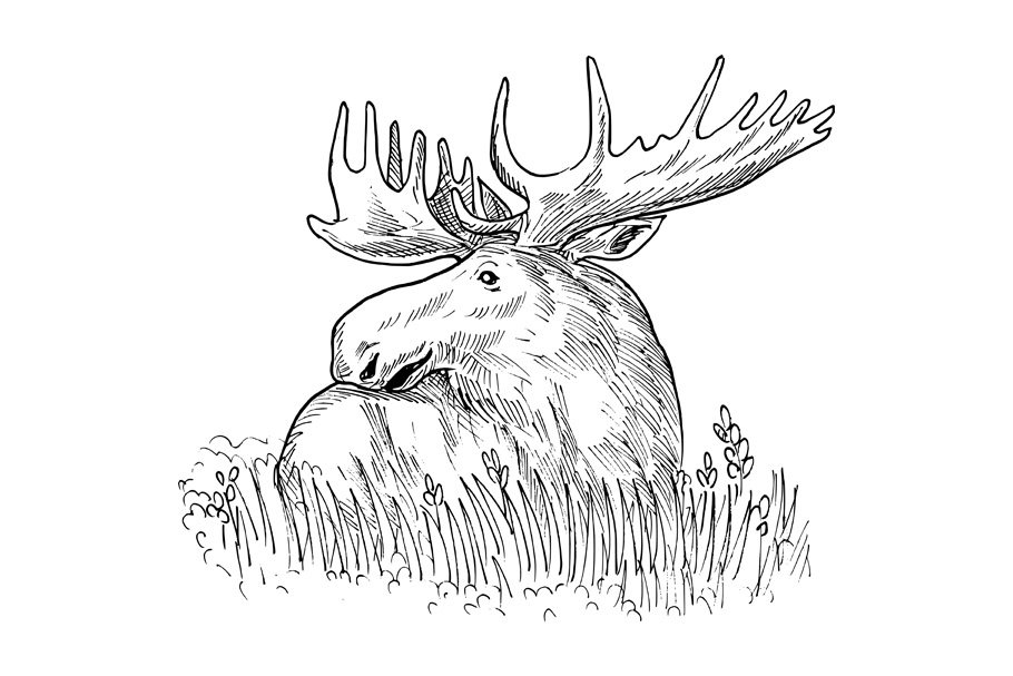 Image of a moose drawn in pencil.