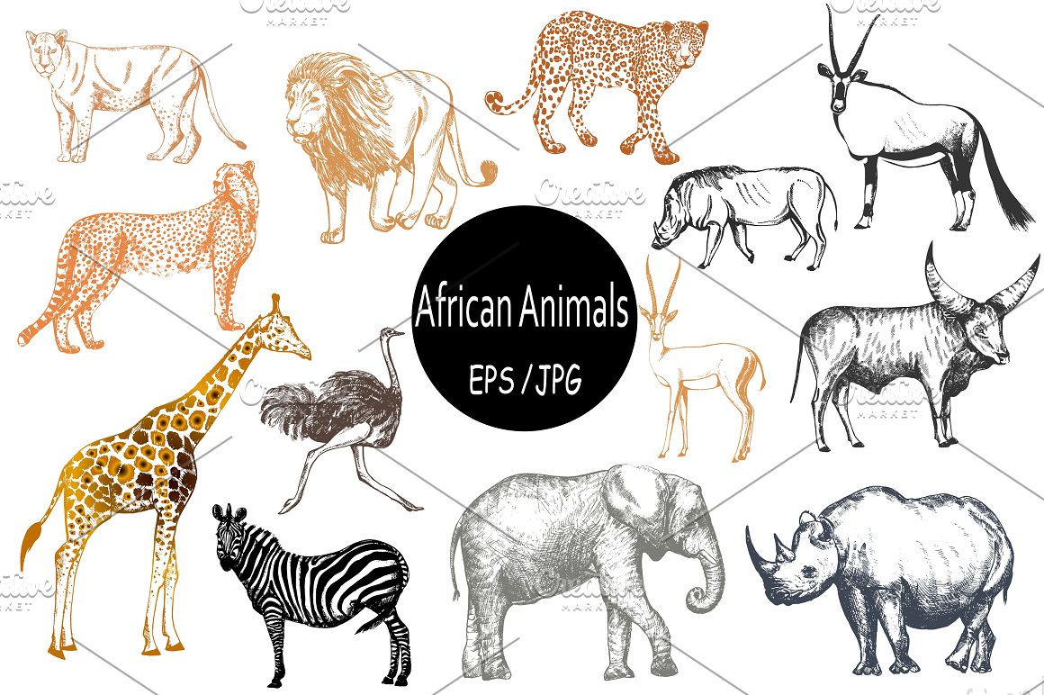 Many animals of Africa.