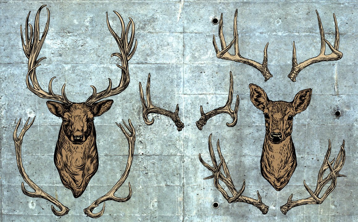 Deer head for the wall.
