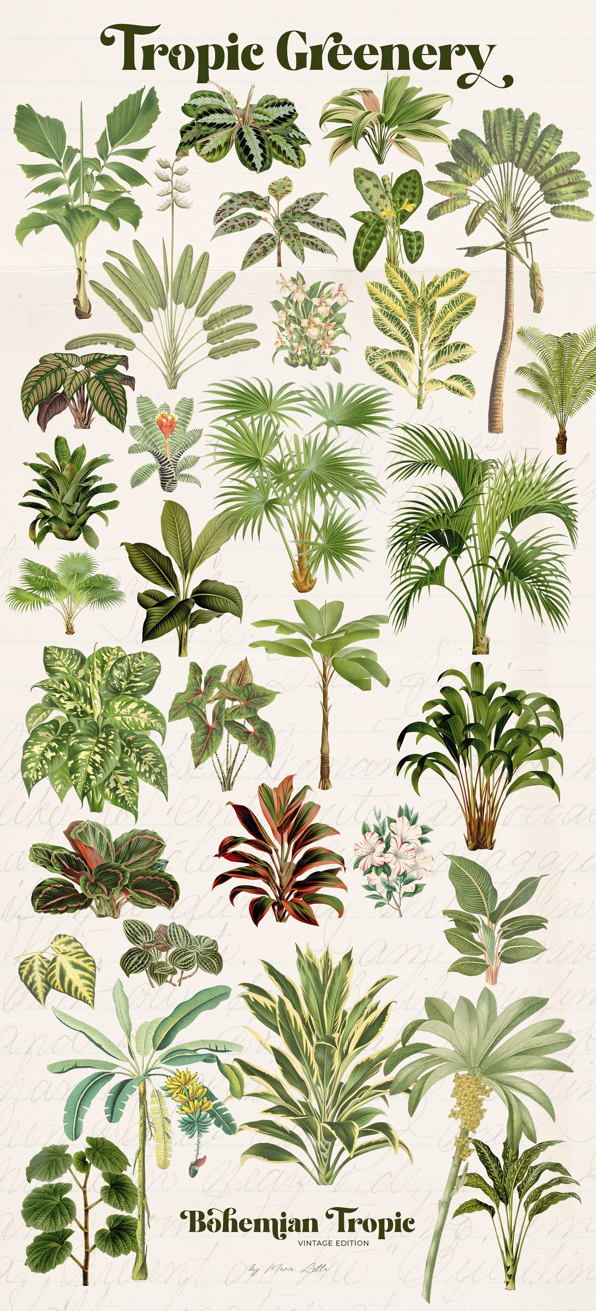 Leaves and vegetable and others.