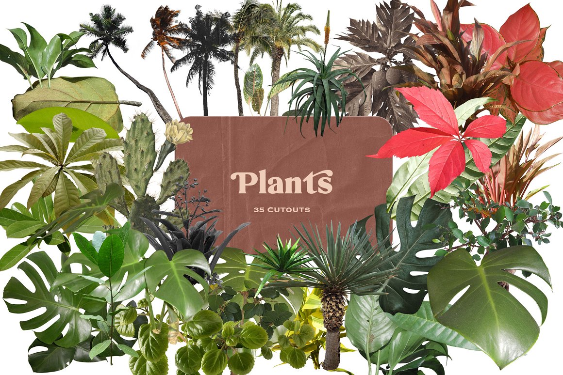 Plants green texture.