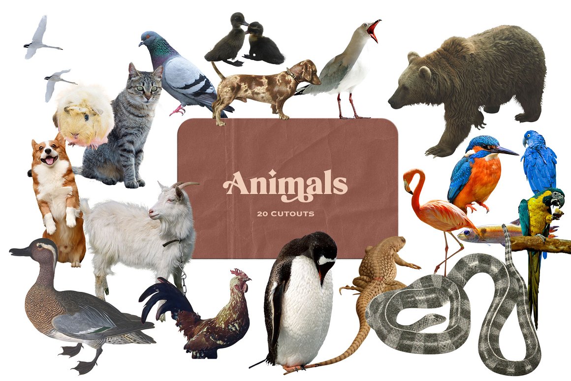 A set of pictures of animals.