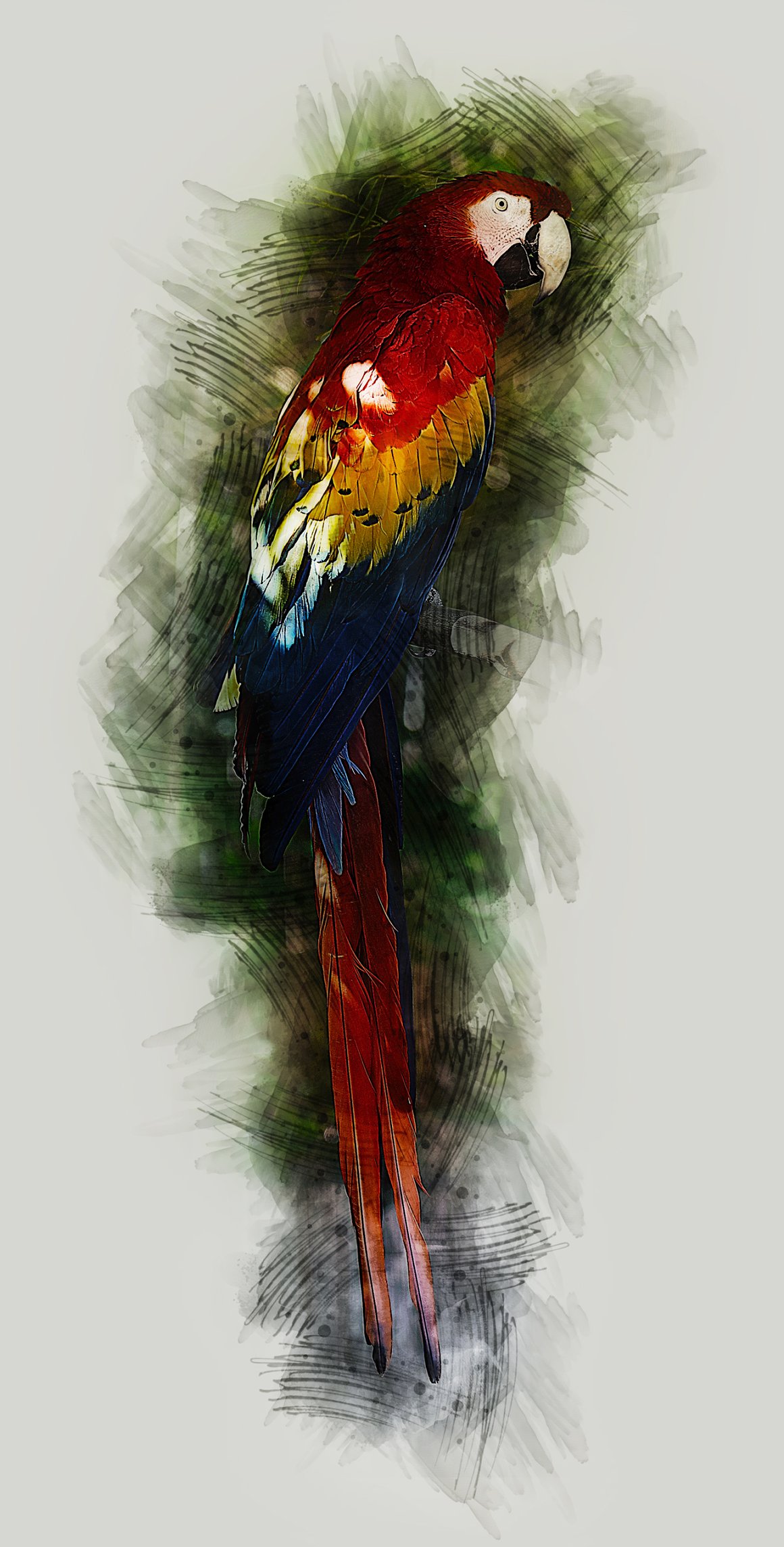 Colorful wonderful bird.