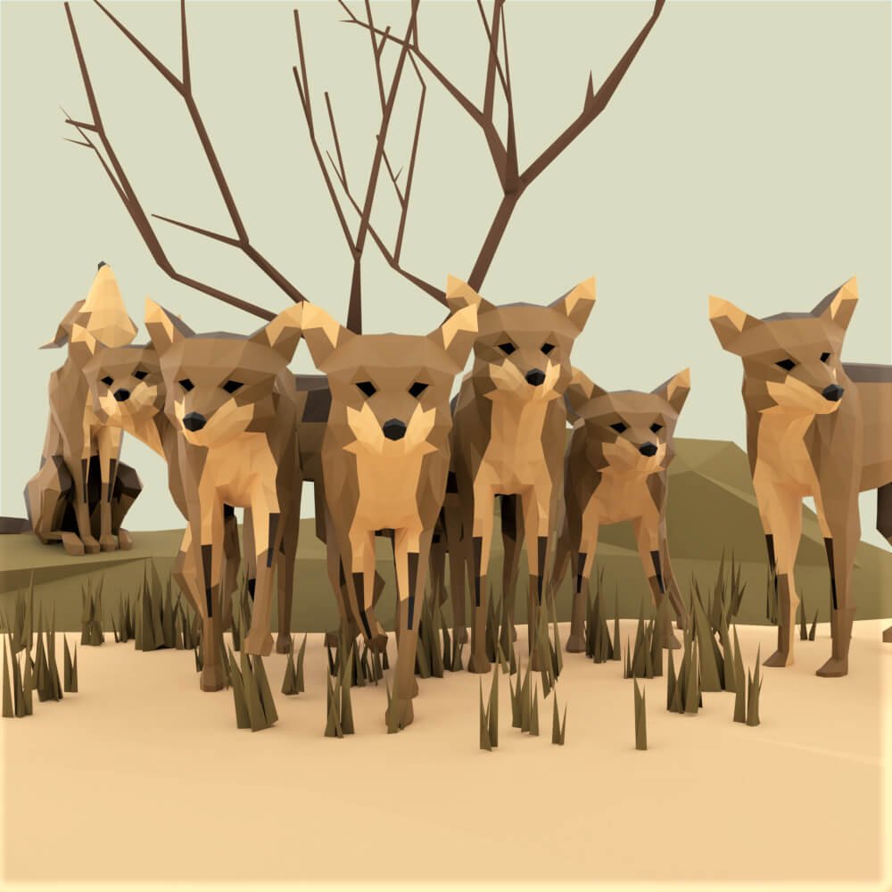 Image of a pack of coyotes.