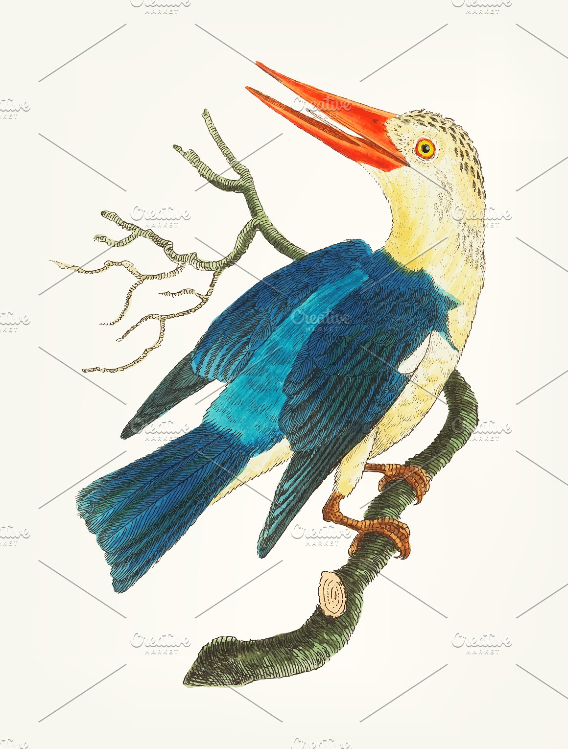 Multicolored bird on a branch.
