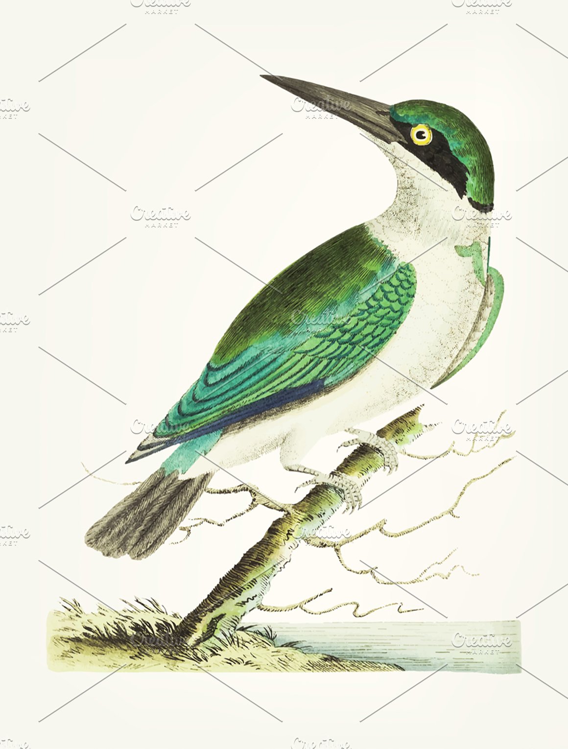 A green and white bird sits on a branch.