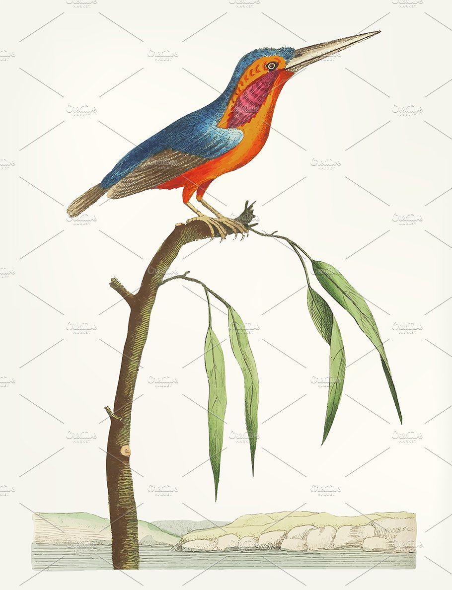 Multicolored bird on a branch.