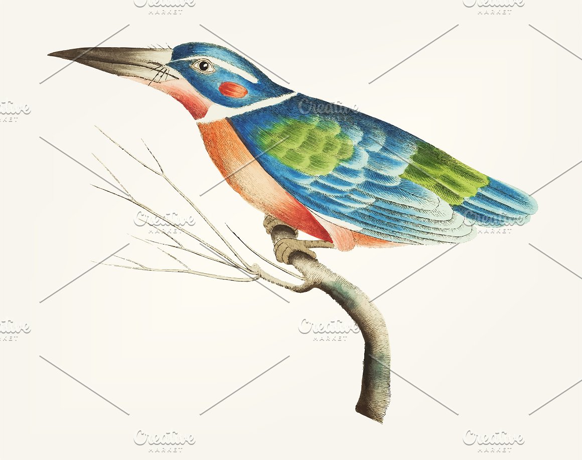 Multicolored birds image.